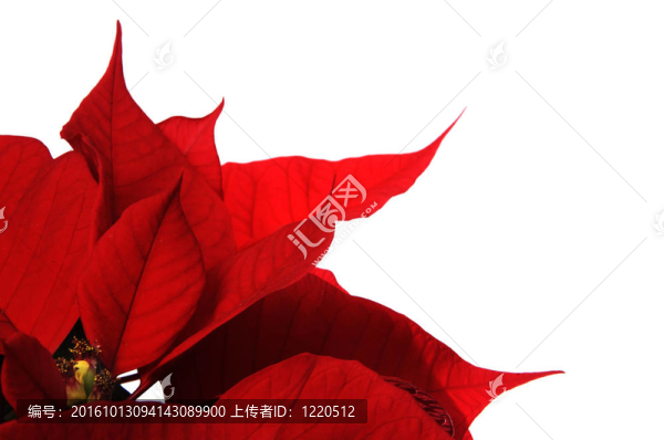 紅色的一品紅的花在白色的背景
