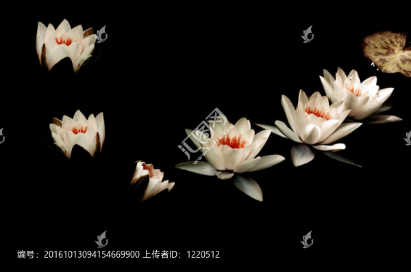 百合花