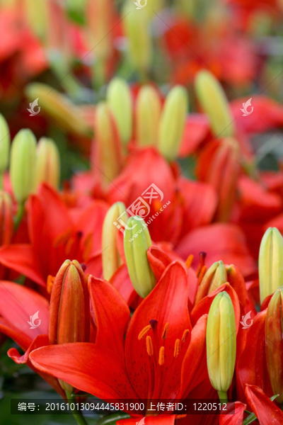 莉莉花紅色