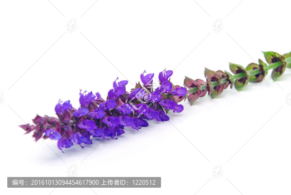 圣人花隔離06