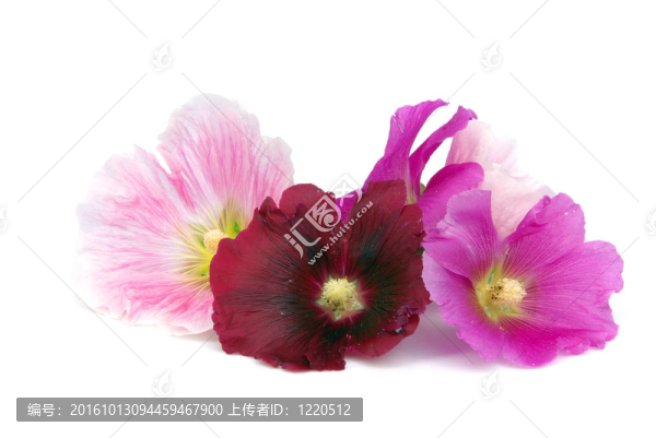 蜀葵隔離03