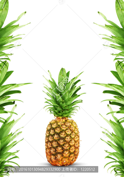 成熟的菠蘿