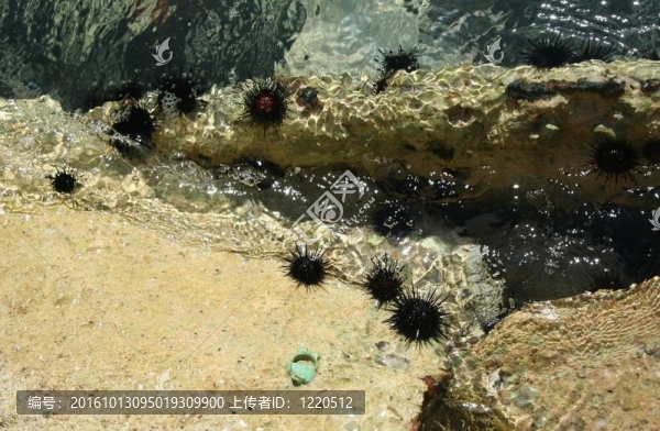 海刺猬在海岸