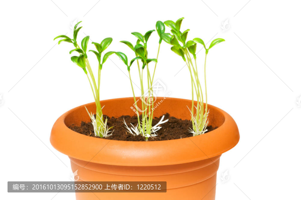 在粘土盆栽綠化苗木