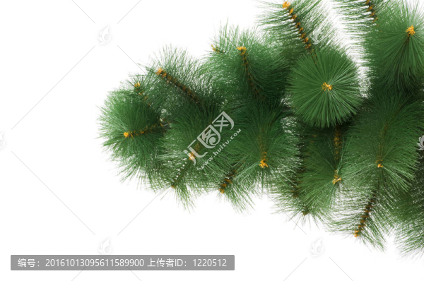 白色背景下的圣誕樹