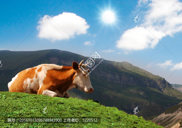 夏季草地上放牧的奶牛