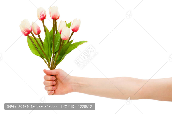 手里拿著tuplis孤立在白色
