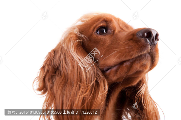 寶貝可卡犬