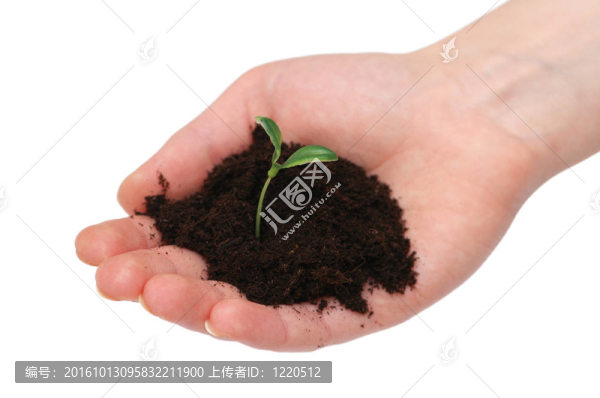 白色背景的手控苗