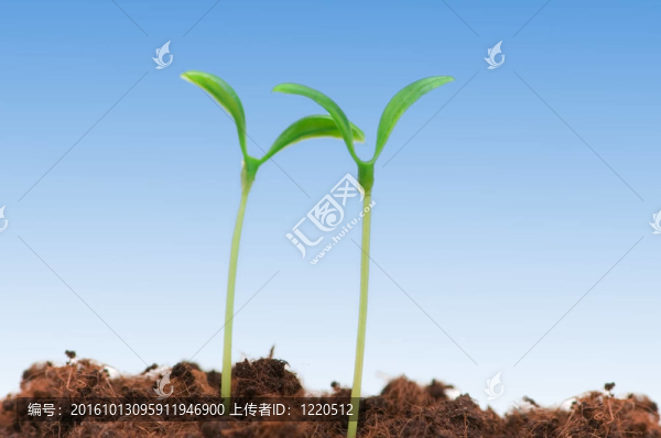 兩個幼苗說明新生活的概念