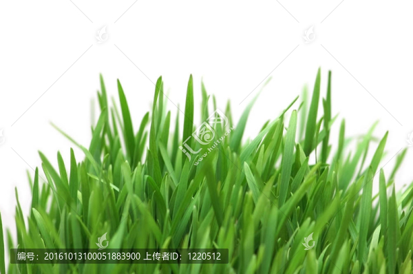 白色背景上的青草