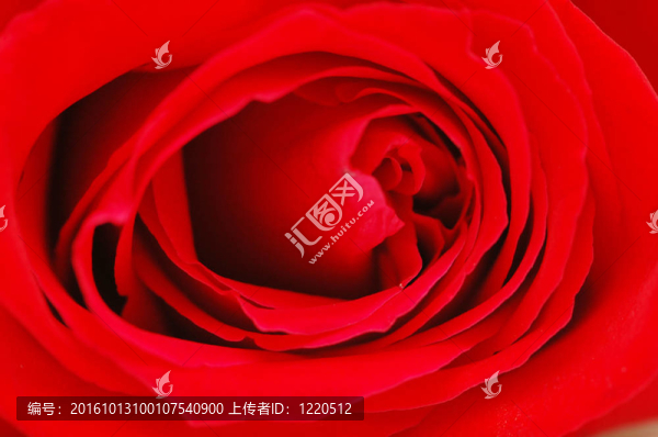 紅玫瑰的花蕾-淺景深