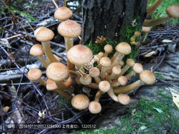 蜂蜜蘑菇生長(zhǎng)在樹(shù)上