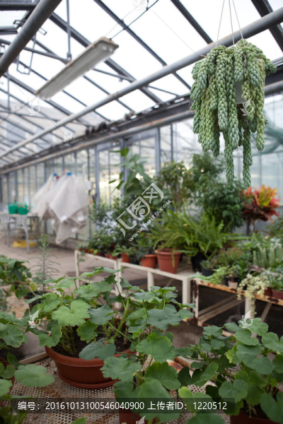 在一個植物學研究溫室里