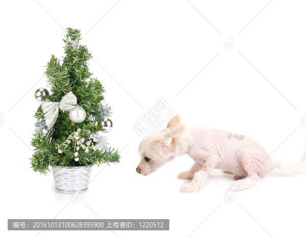 狗的新年
