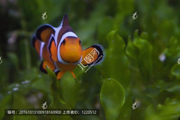 小丑魚