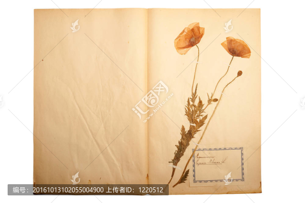舊的干花；發(fā)黃的紙