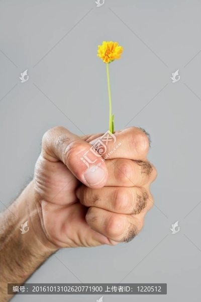 毛人手花的概念與對比