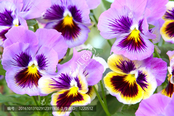 藍(lán)色和黃色和三色堇（Viola）