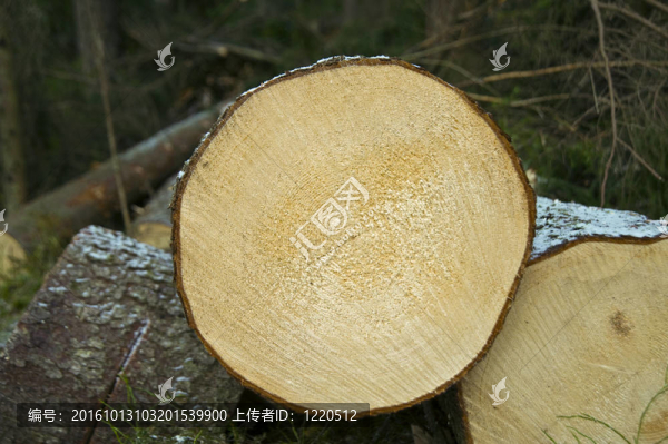 砍下的樹