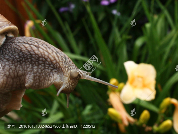外星人在花園