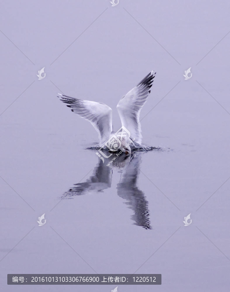 鯡魚(yú)鷗潛水在水。