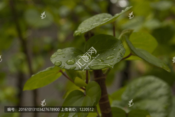 雨后