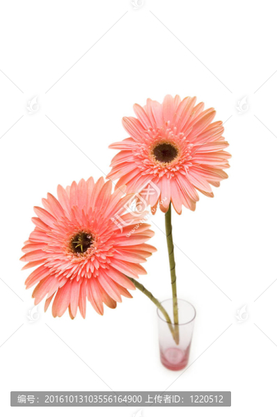 Gerber,daisy孤立在白色背景