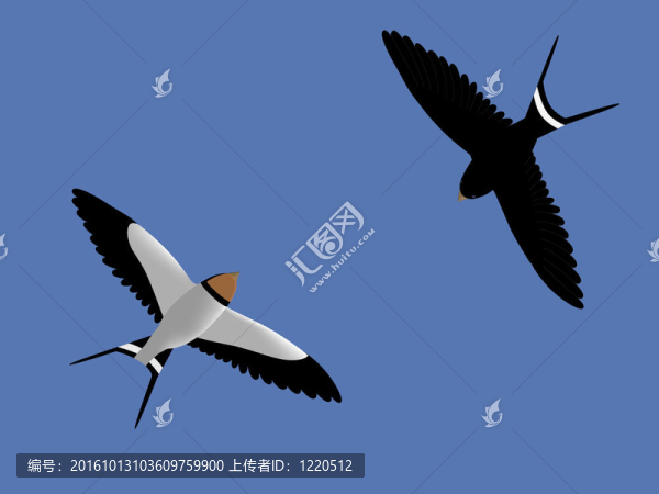 兩只燕子
