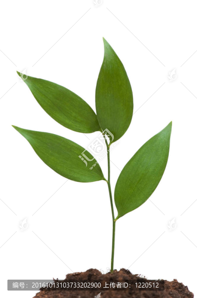 新生命觀與綠枝白
