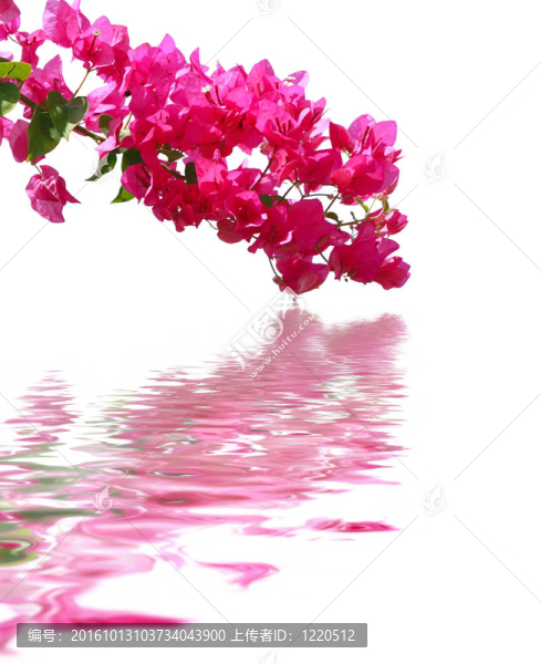 紫色的花白色