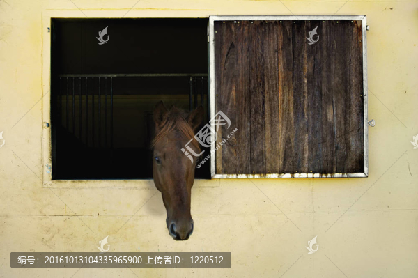 馬頭伸出窗外的穩(wěn)定