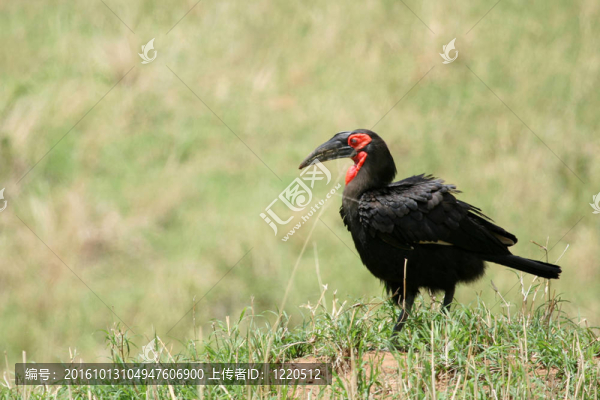 犀鳥-坦桑尼亞；非洲