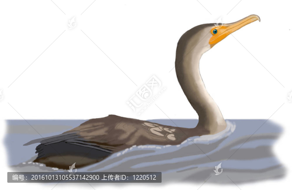 雙冠鸕鶿
