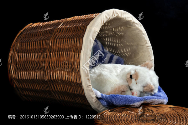 在籃子里的小貓