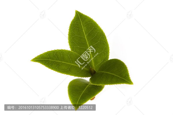 白色背景下新鮮茶樹枝