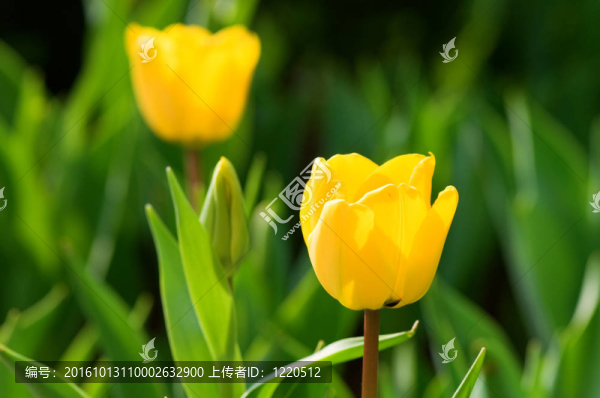 郁金香的花朵