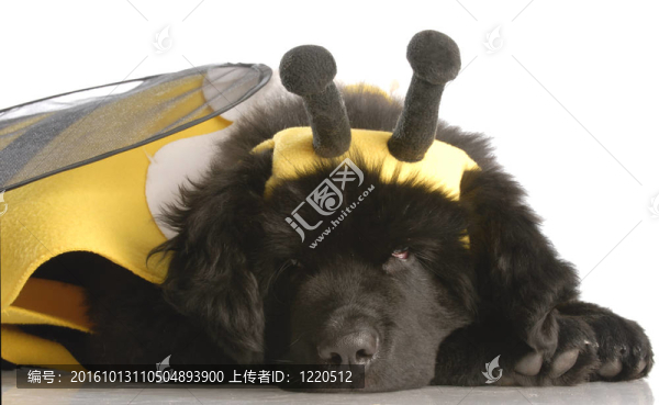 紐芬蘭島的小狗打扮得像一只蜜蜂十二周齡