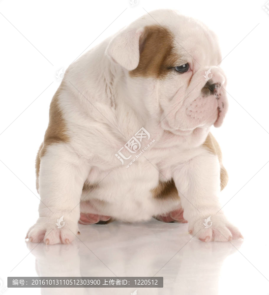 四周齡的英國斗牛犬與白色背景反射坐