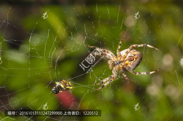 蜘蛛和餐