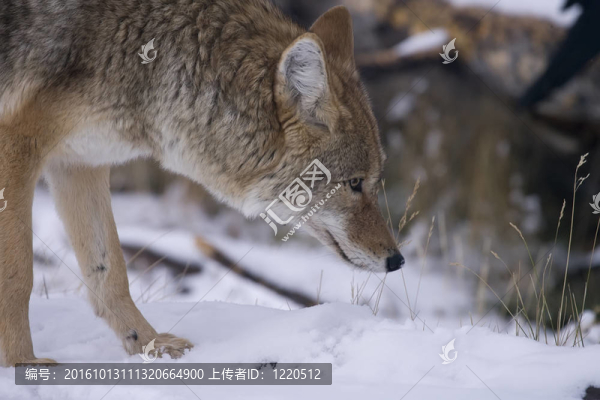 在黃石公園的一個小鼠狼狩獵