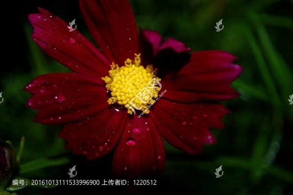 紅色的宇宙