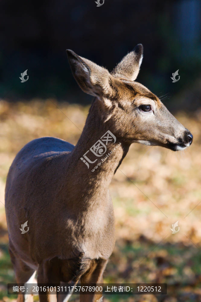 白尾鹿（Odocoileus,virginianus）。