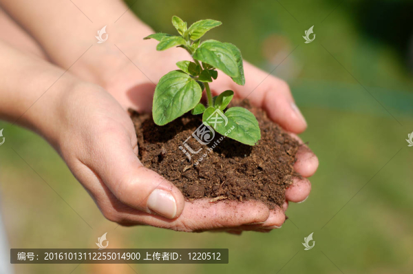 植物