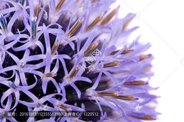 薊花