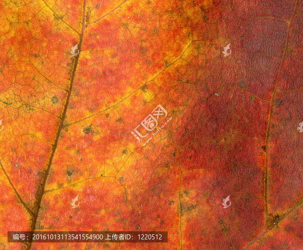 黃色和紅色葉
