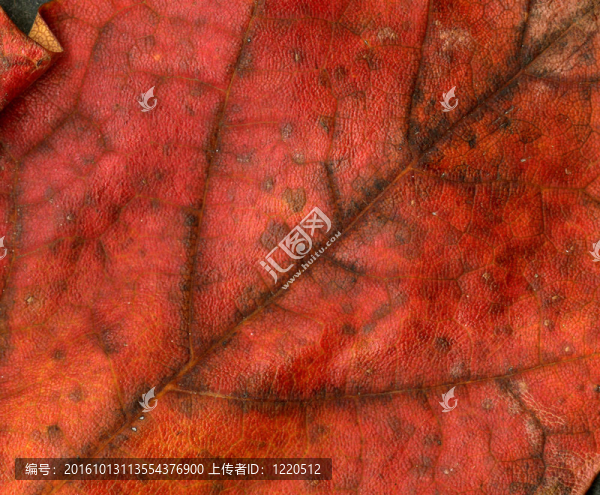 紅色的葉子