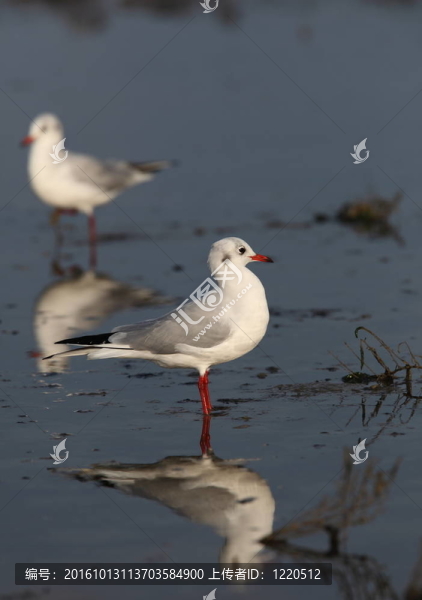 海鷗的海洋/海洋