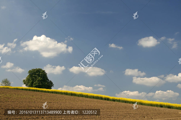 油菜、板栗田