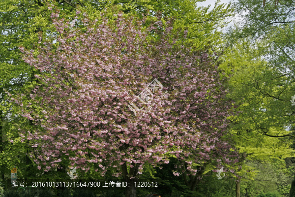 日本春天的櫻花樹；德國